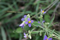 Exacum pedunculatum